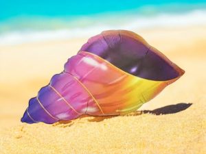 İstiridye Kabuğu Folyo Balon